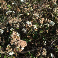 Image of sticky snakeroot