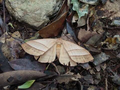 Image of Palirisa cervina formosana Matsumura 1931