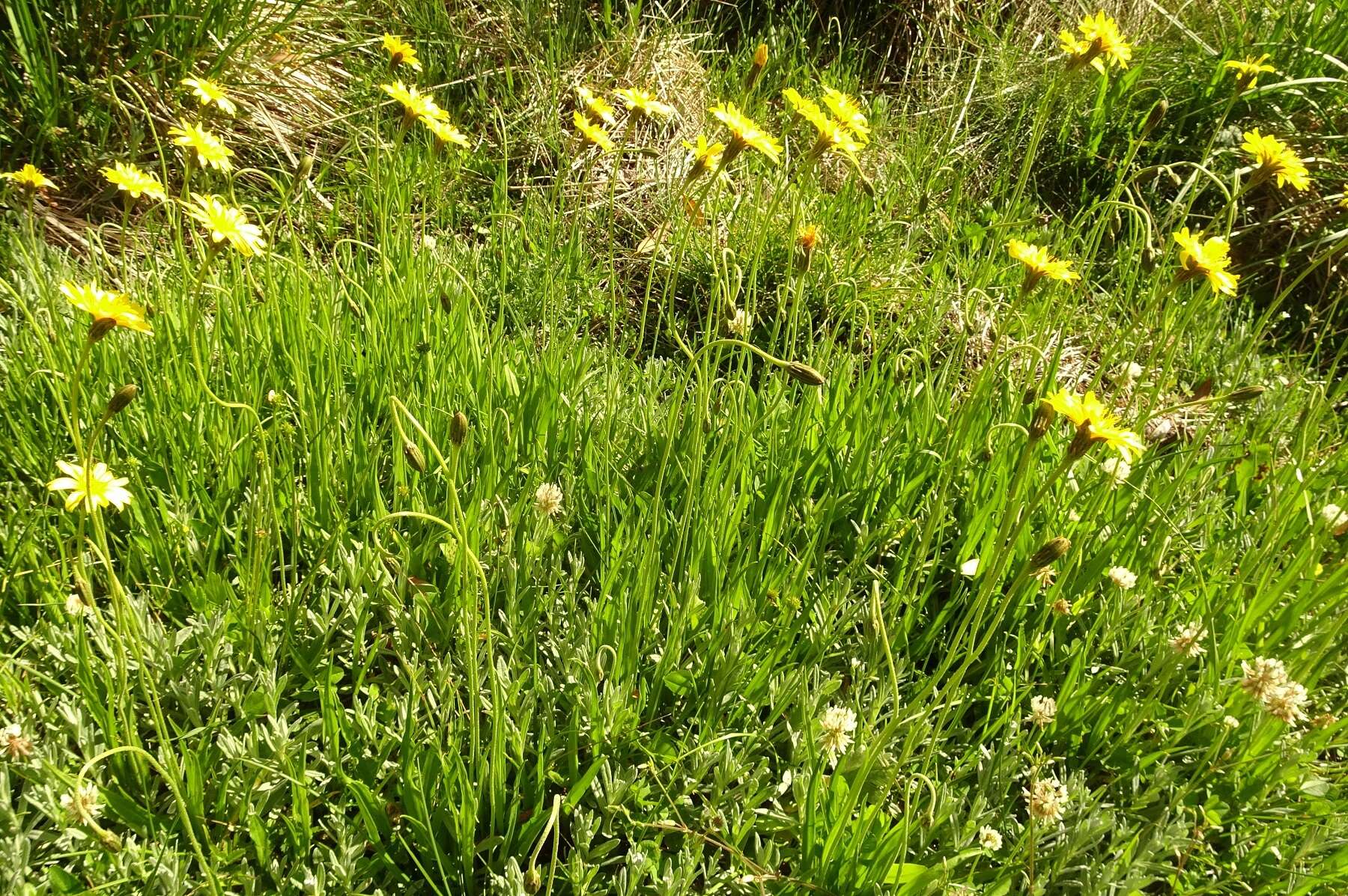 Image of Microseris lanceolata (Walp.) Sch. Bip.