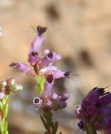 Image of Erica rosacea subsp. rosacea