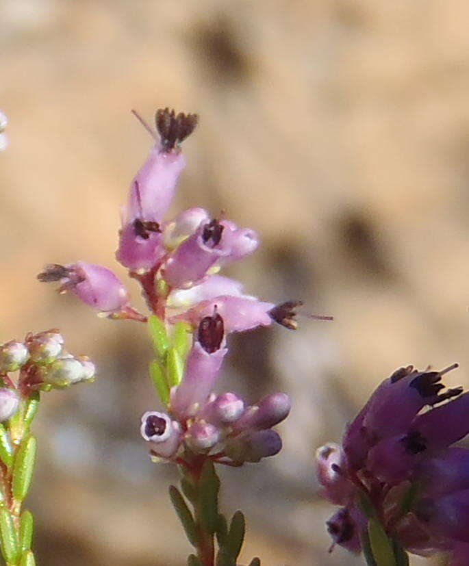 Image of Erica rosacea subsp. rosacea