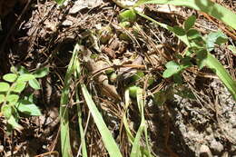 Image of Oncidium graminifolium (Lindl.) Lindl.