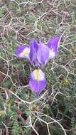 Imagem de Iris unguicularis var. syriaca (Wern. Schulze) A. P. Davis & Jury