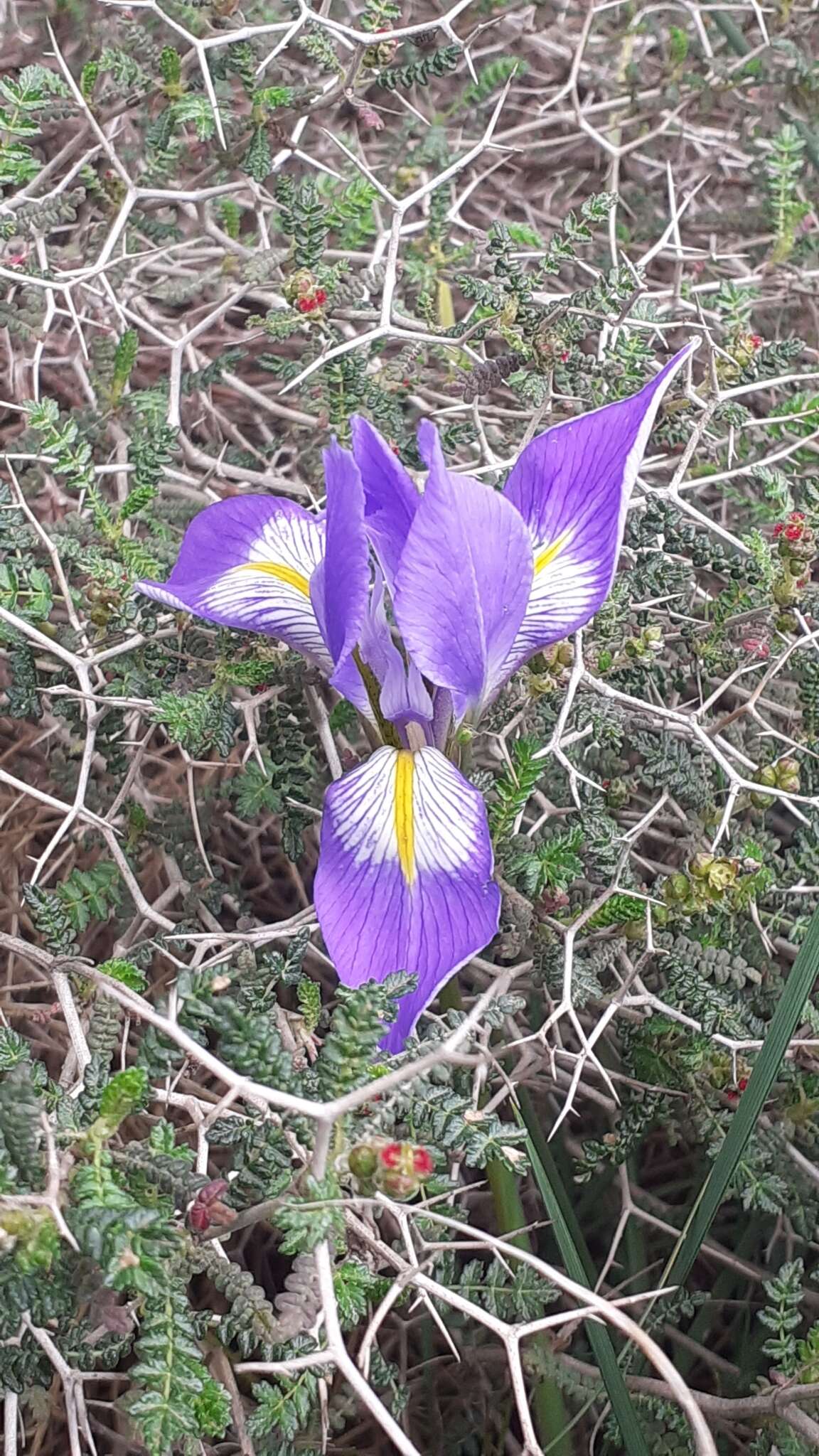 Imagem de Iris unguicularis var. syriaca (Wern. Schulze) A. P. Davis & Jury