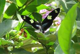 Image of Heliconius doris Linnaeus 1771