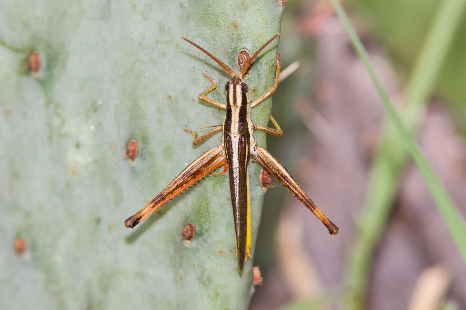 Image of Two-striped Mermiria