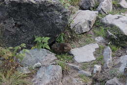 Image of Alpine Pika