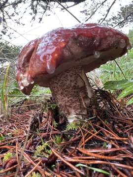 Image of Leccinum ponderosum A. H. Sm., Thiers & Watling 1966