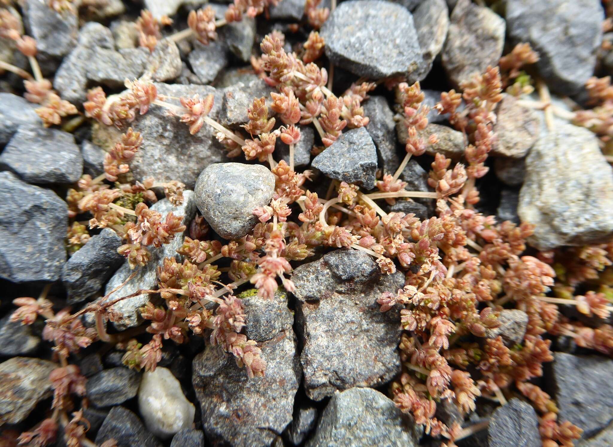 Image of Crassula mataikona A. P. Druce