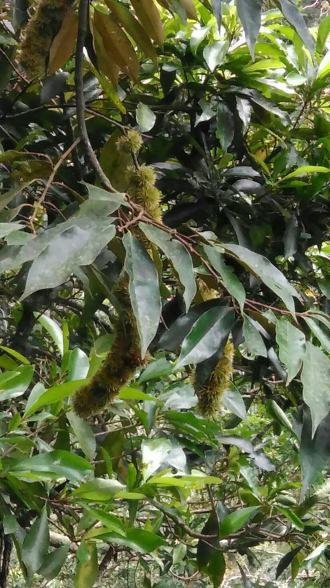 Image of Castanopsis fargesii Franch.