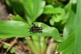 Image of Dianemobius fascipes (Walker & F. 1869)