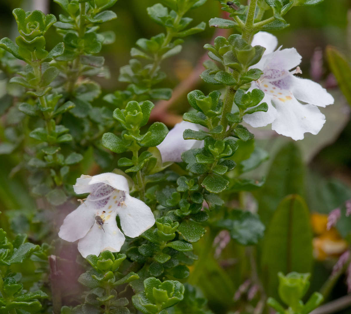 Imagem de Prostanthera cuneata Benth.