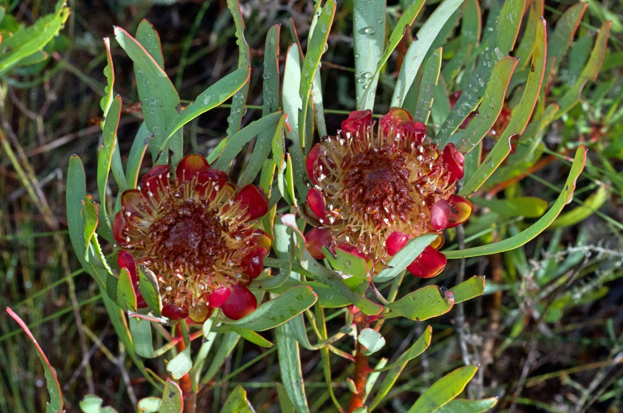 Plancia ëd Protea acuminata Sims