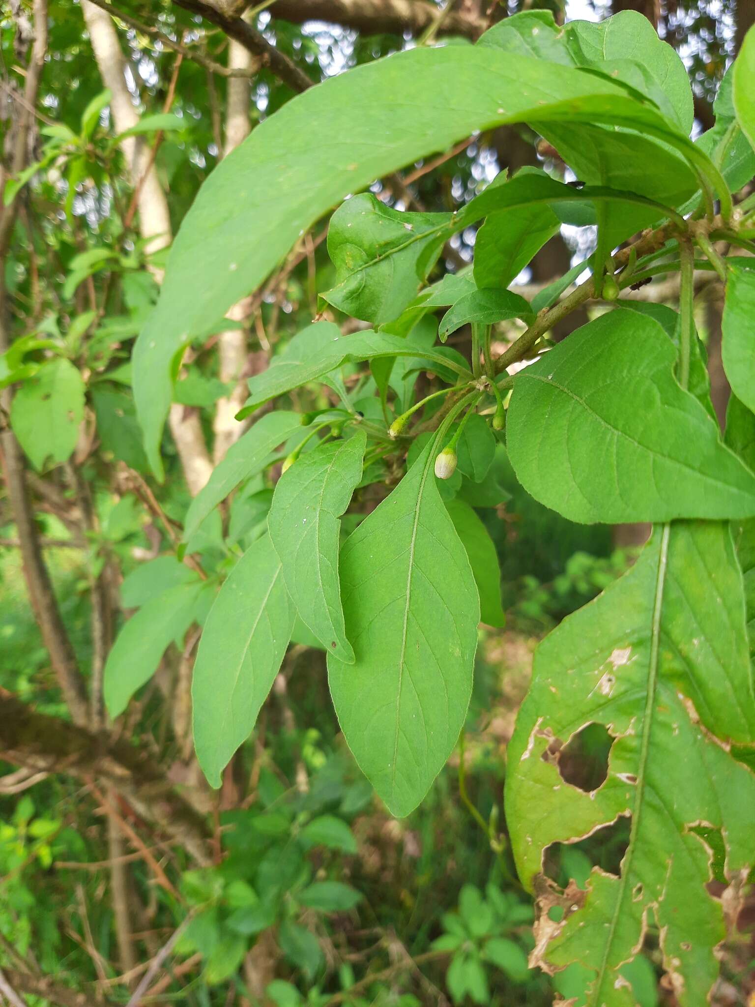 Plancia ëd Vassobia breviflora (Sendtn.) A. T. Hunziker