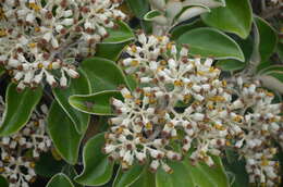 Image de <i>Brachyglottis <i>rotundifolia</i></i> var. rotundifolia