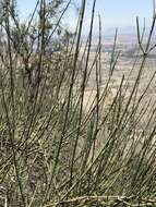 Image de Retanilla ephedra (Vent.) Brongniart