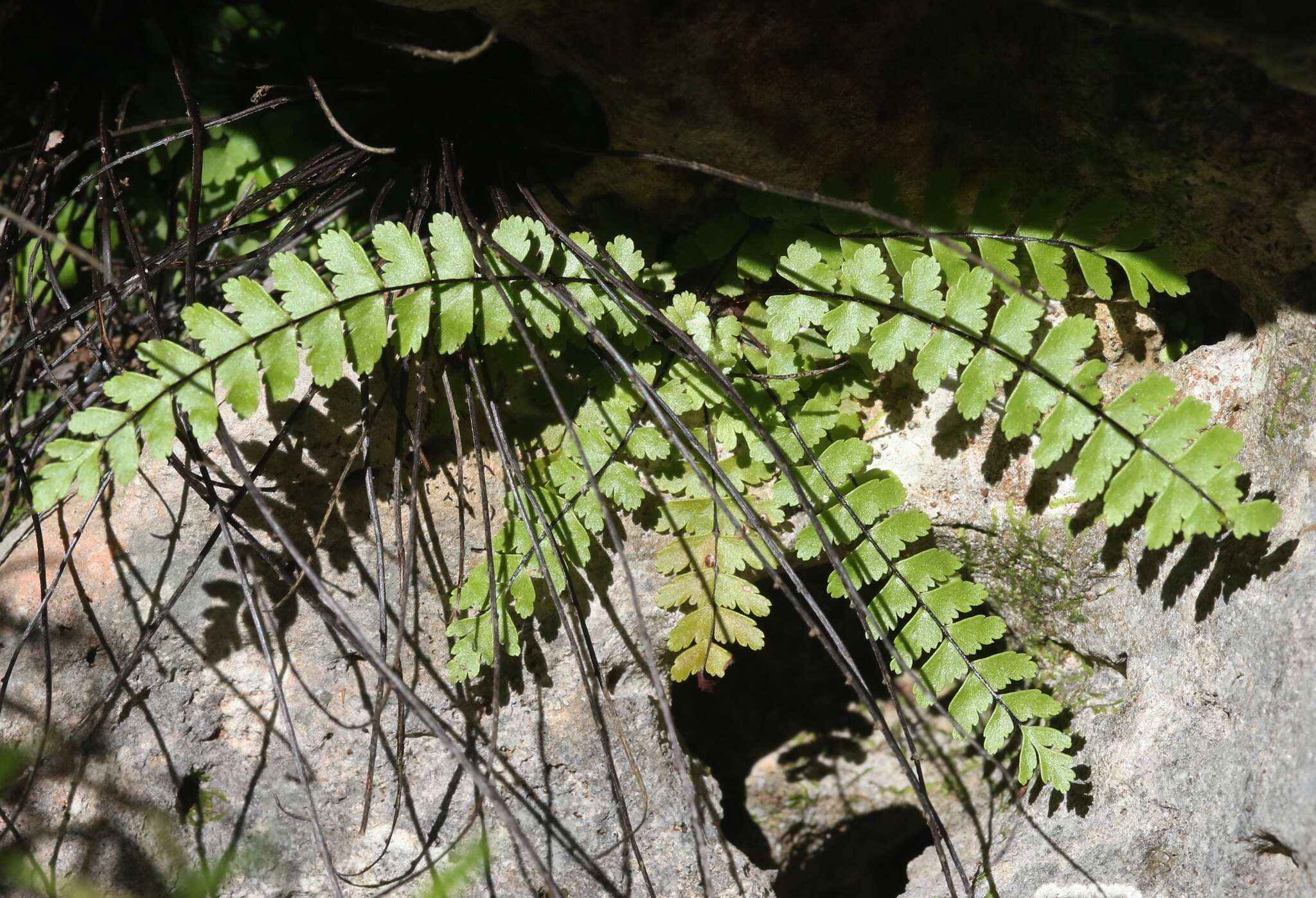 Plancia ëd Asplenium heterochroum Kunze