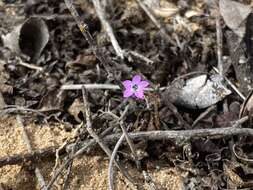 Image of Monterey gilia