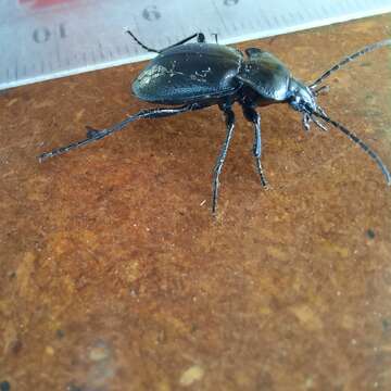 Image of Winstanley Ground Beetle