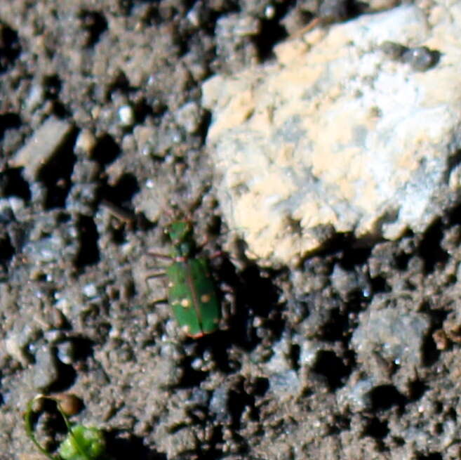 Sivun Cicindela (Cicindela) campestris suffriani Loew 1843 kuva