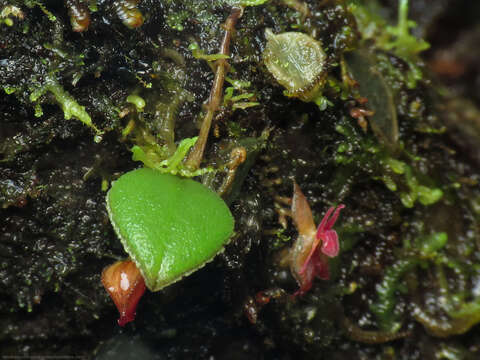 Image of Lepanthes lycocephala Luer & R. Escobar