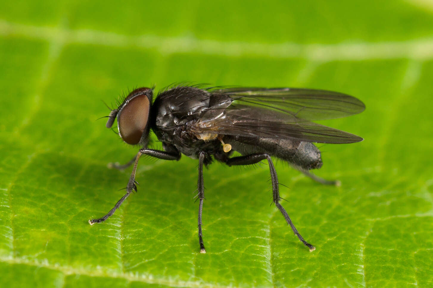 Fannia manicata (Meigen 1826)的圖片