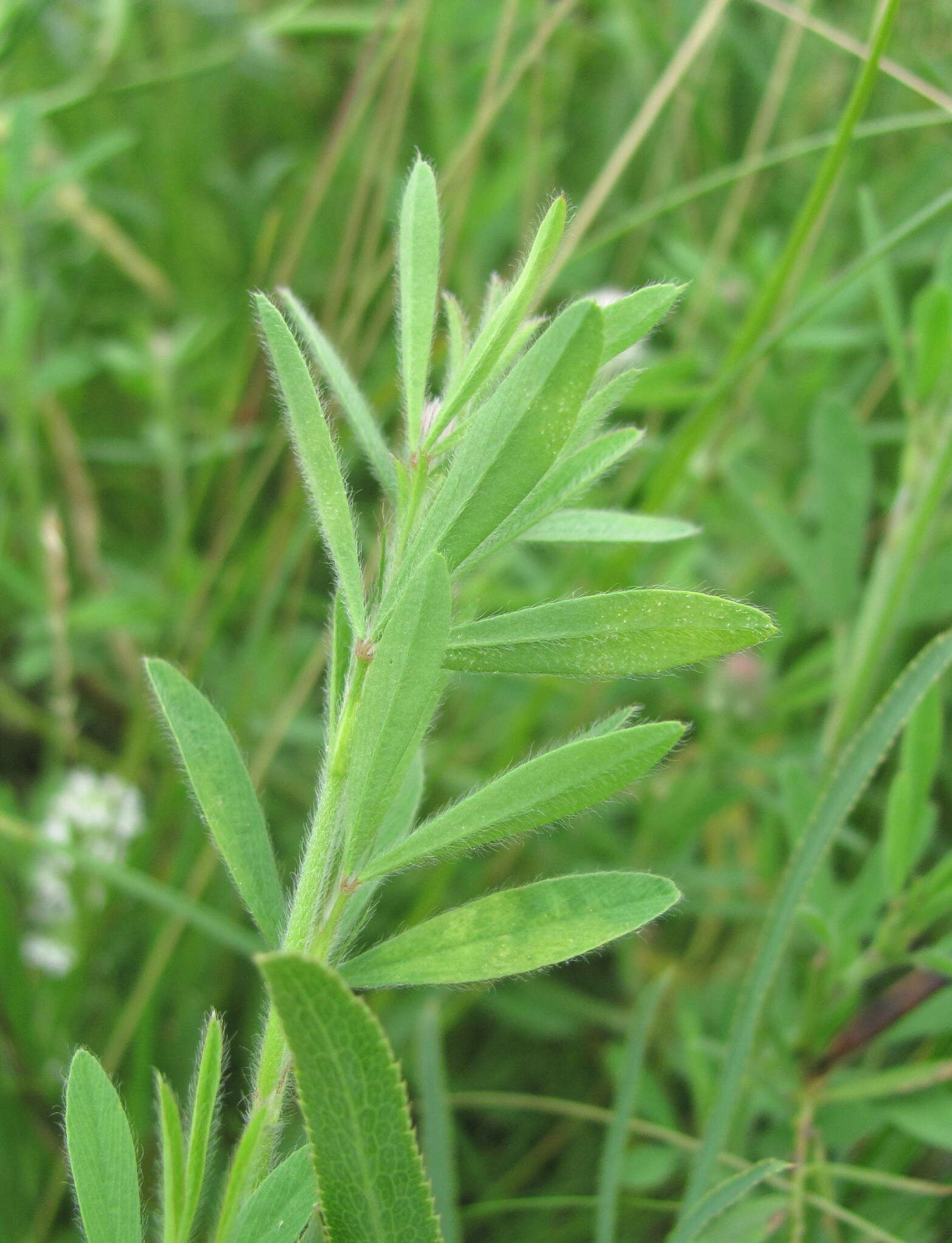 Plancia ëd Peronospora trifolii-arvensis