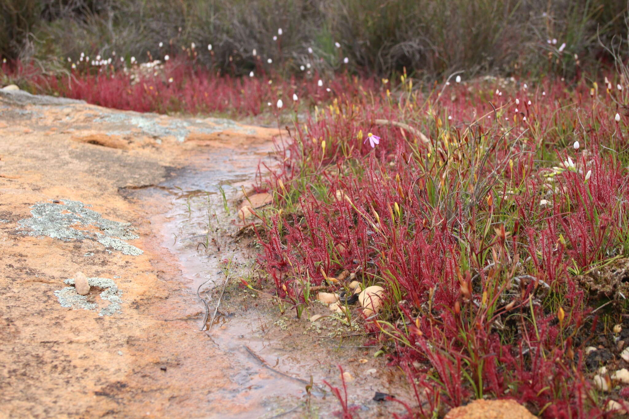 Image of Drosera alba Phill.