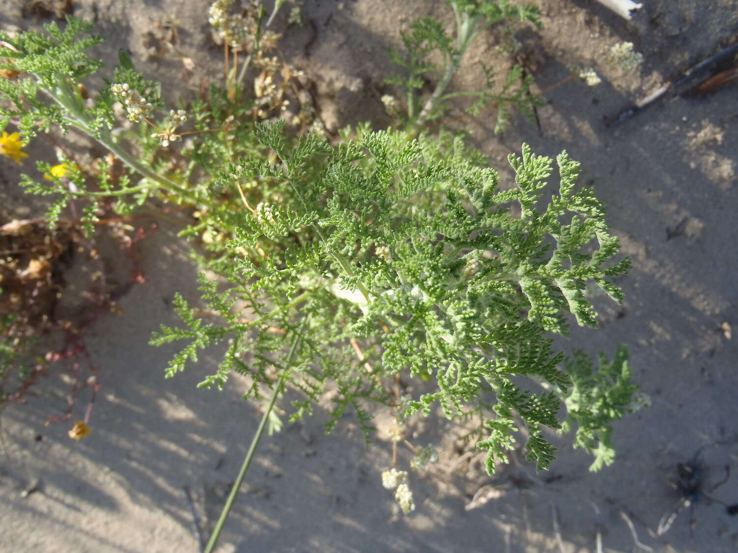 Image de Capnophyllum africanum (L.) Gaertn.