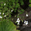 Image of Saxifraga granulifera H. Sm.