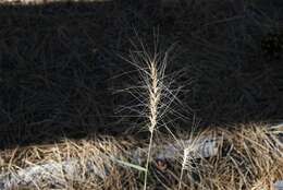 Imagem de Elymus elymoides subsp. elymoides