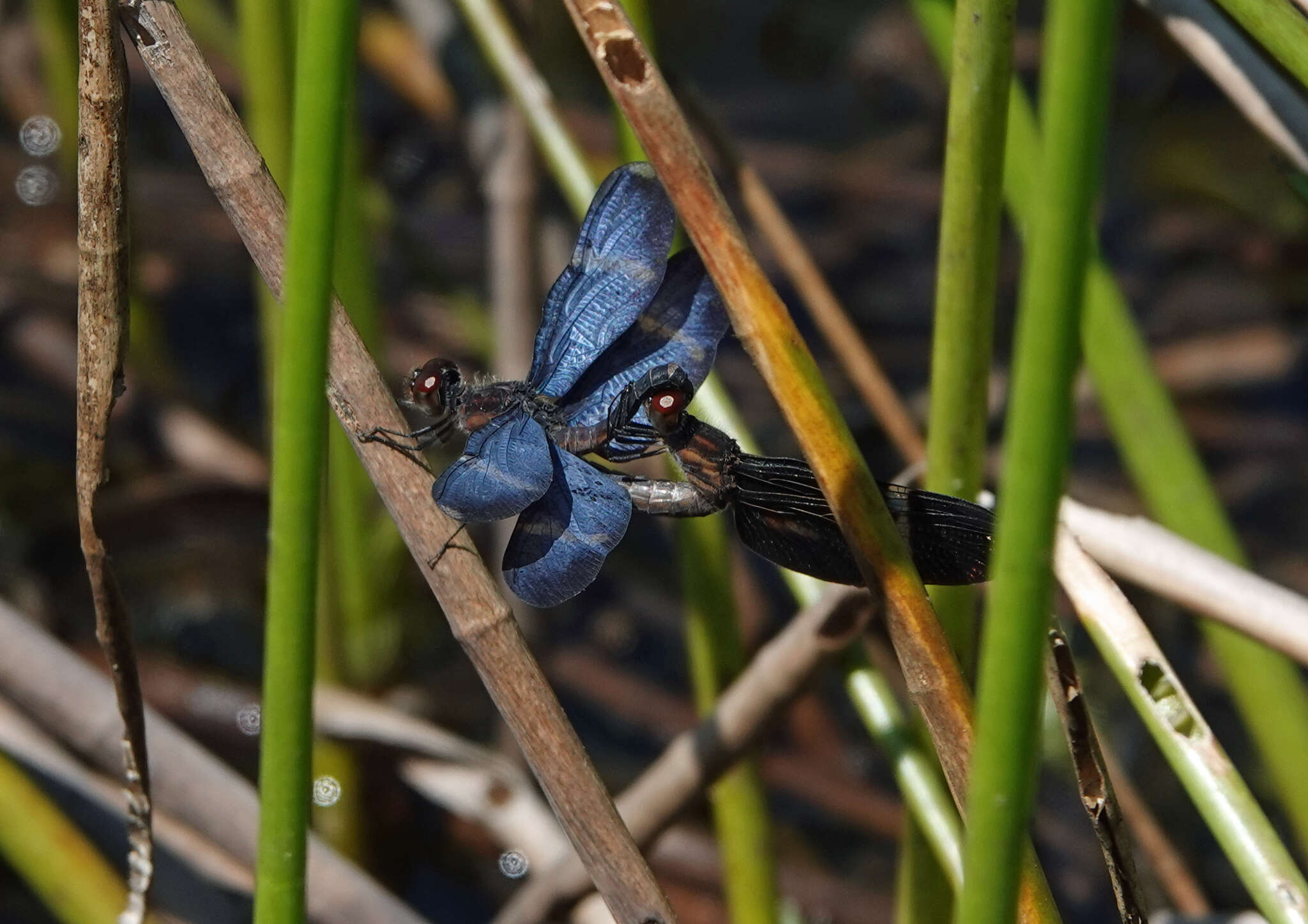 Zenithoptera Selys 1869 resmi