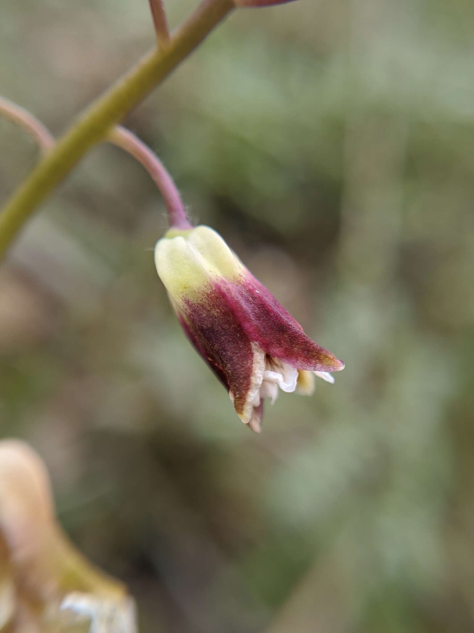 Image de Caulanthus lemmonii S. Watson