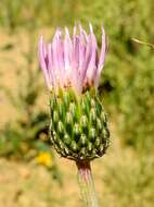 صورة Cirsium tracyi (Rydb.) Petr.