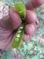 صورة Crotalaria heyneana Wight & Arn.