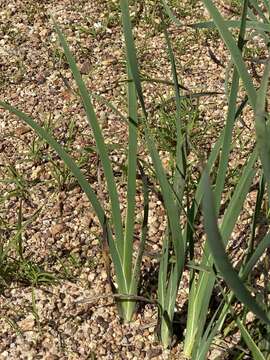 Image of Haemodorum coccineum R. Br.