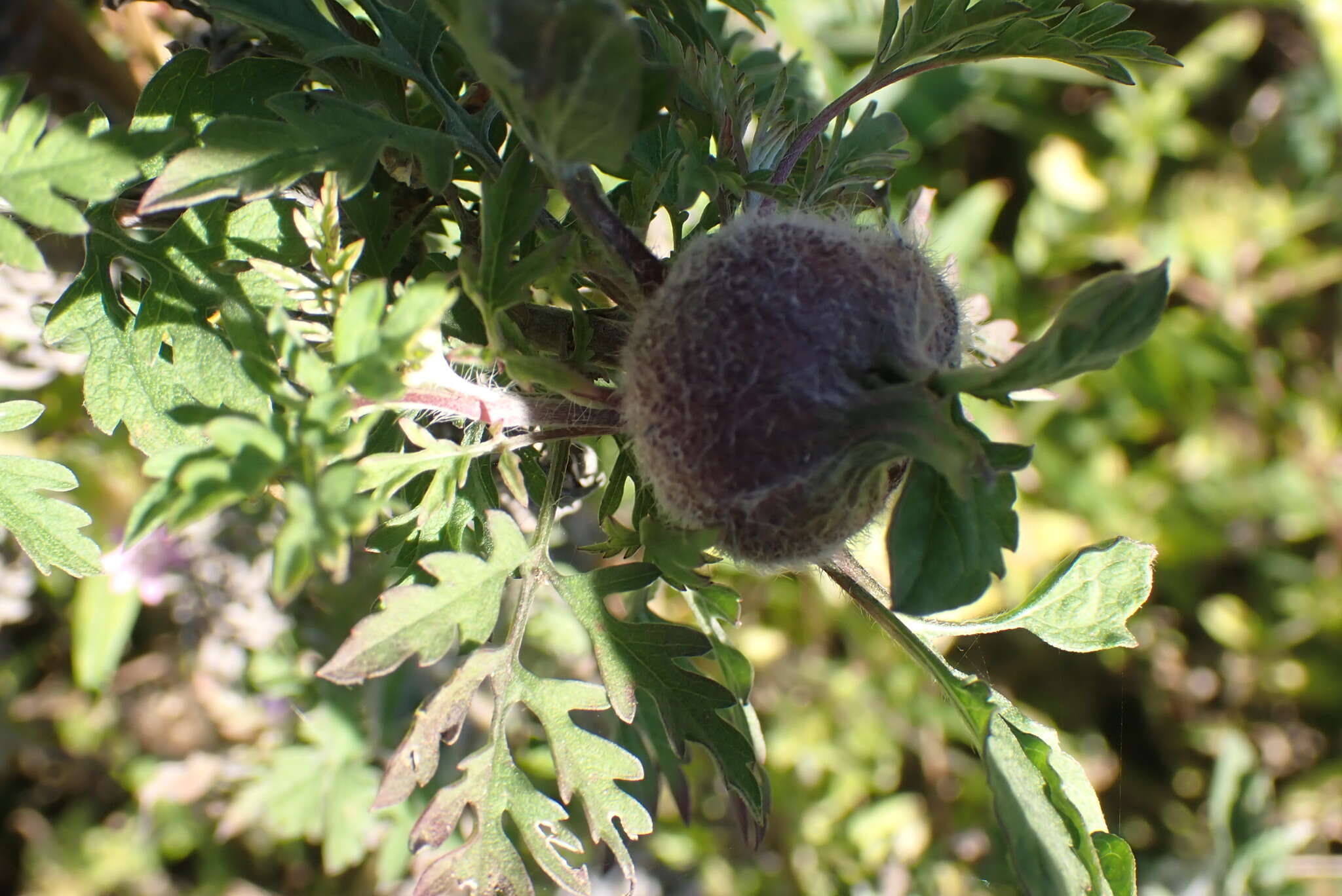 Image of Asphondylia ambrosiae Gagne 1975