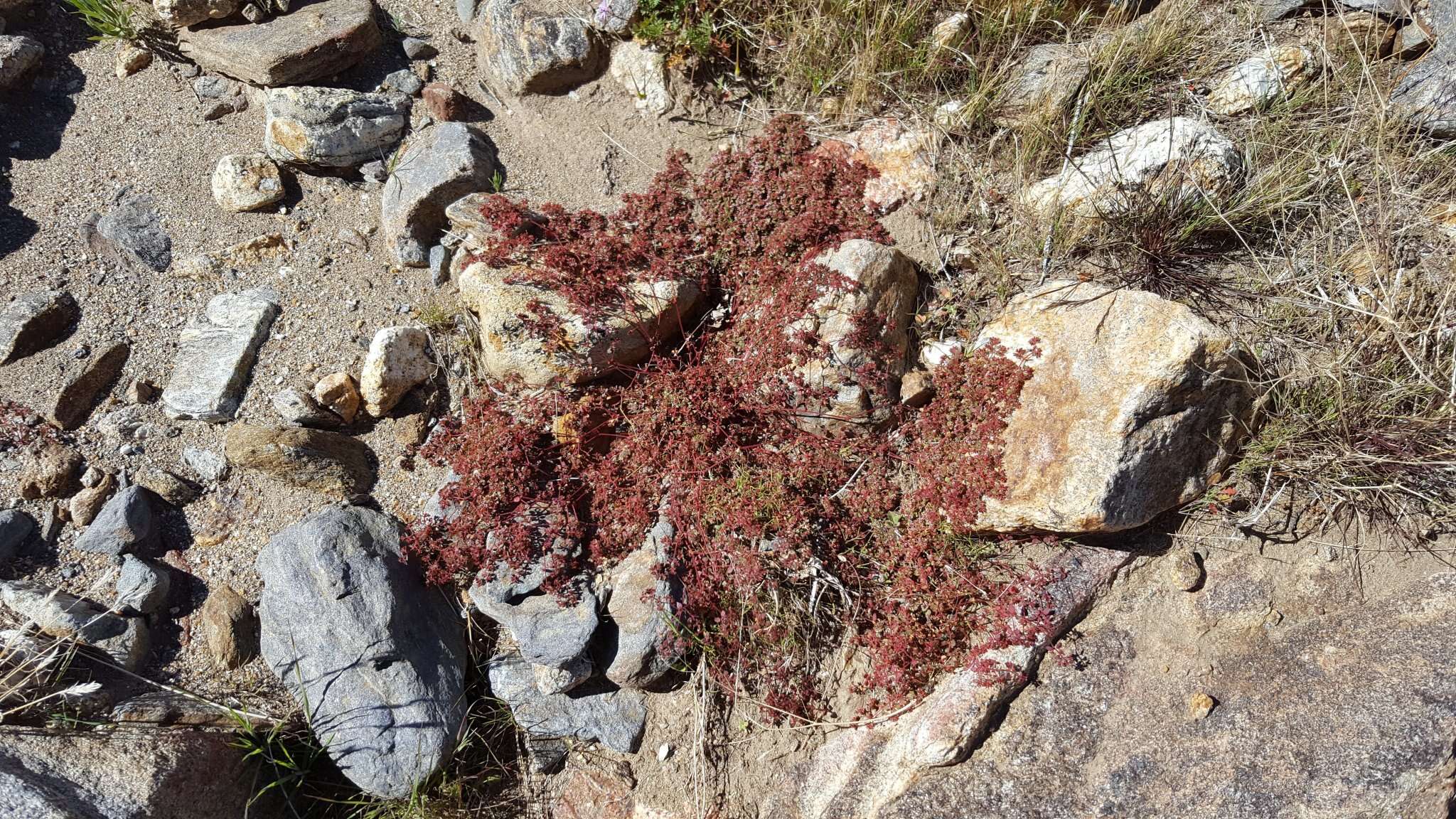 Слика од Euphorbia arizonica Engelm.