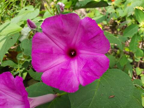 Ipomoea carnea subsp. carnea resmi