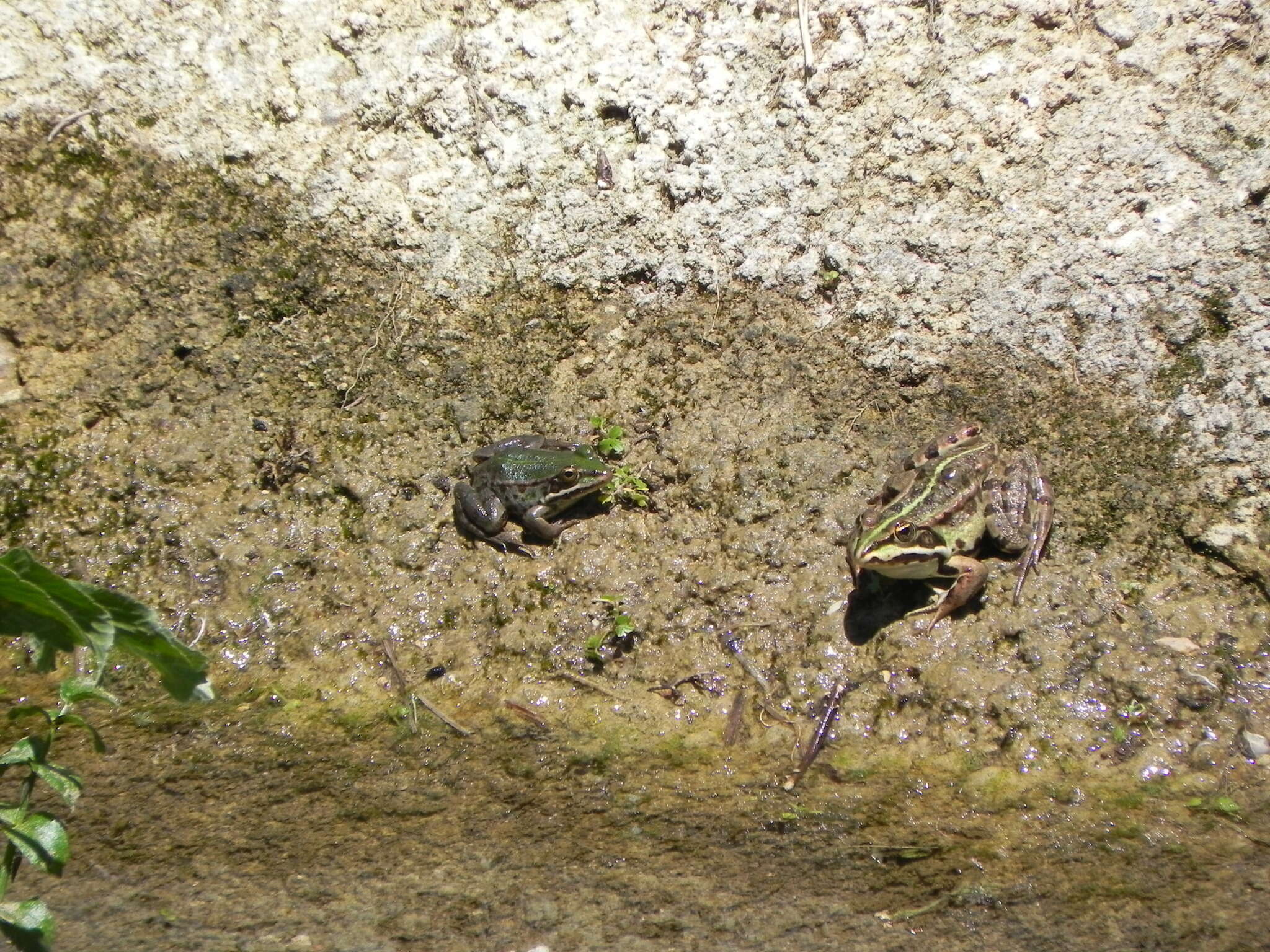 Image de Petite grenouille verte