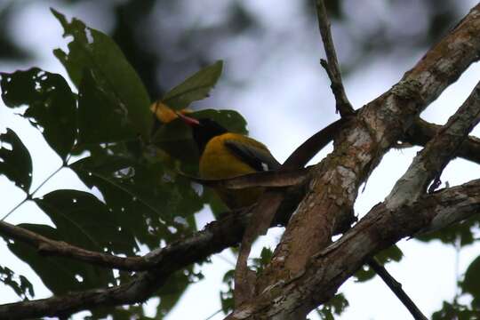 Image of Western Black-headed Oriole