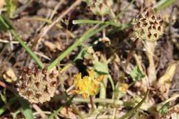 Слика од Trifolium jokerstii Vincent & Rand. Morgan