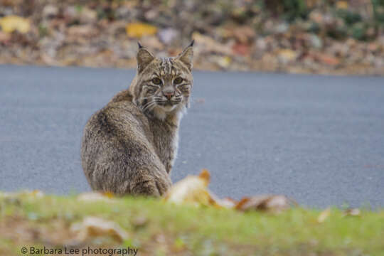 Image of Lynx rufus rufus (Schreber 1777)