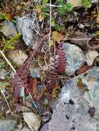 Image of Oeder's lousewort