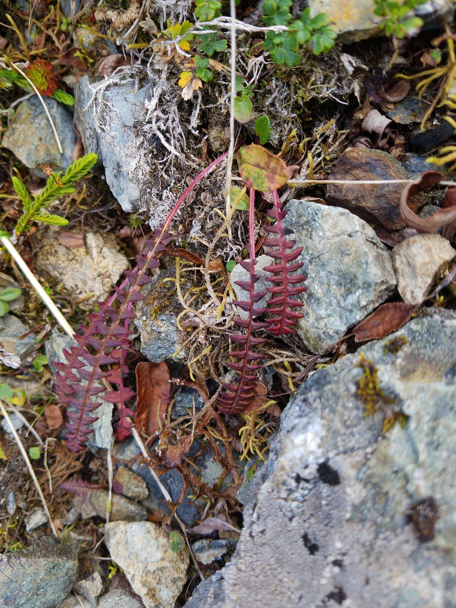 Image of Oeder's lousewort