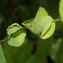 Image de Cissampelos tropaeolifolia DC.