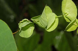 Image de Cissampelos tropaeolifolia DC.