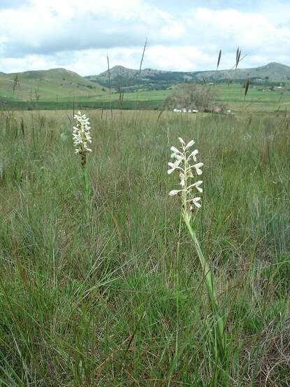 Disa intermedia H. P. Linder resmi