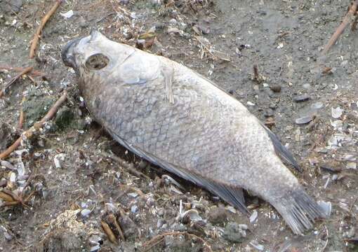 Image of Mozambique Tilapia