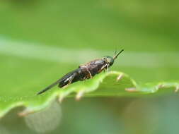 Image of Dysbiota peregrina (Hutton 1901)